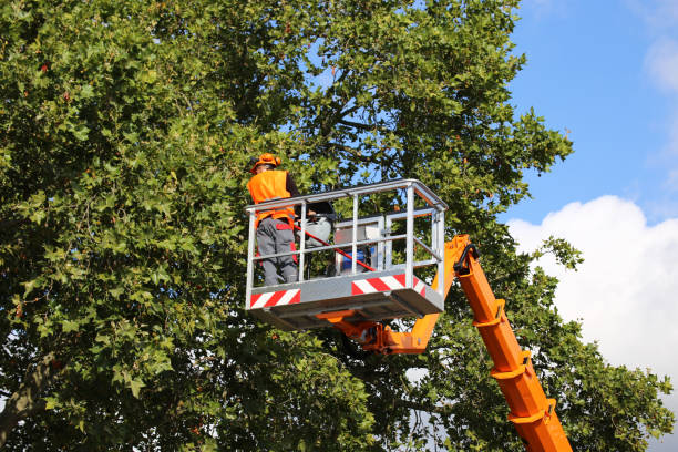 Best Arborist Services Near Me  in Laton, CA